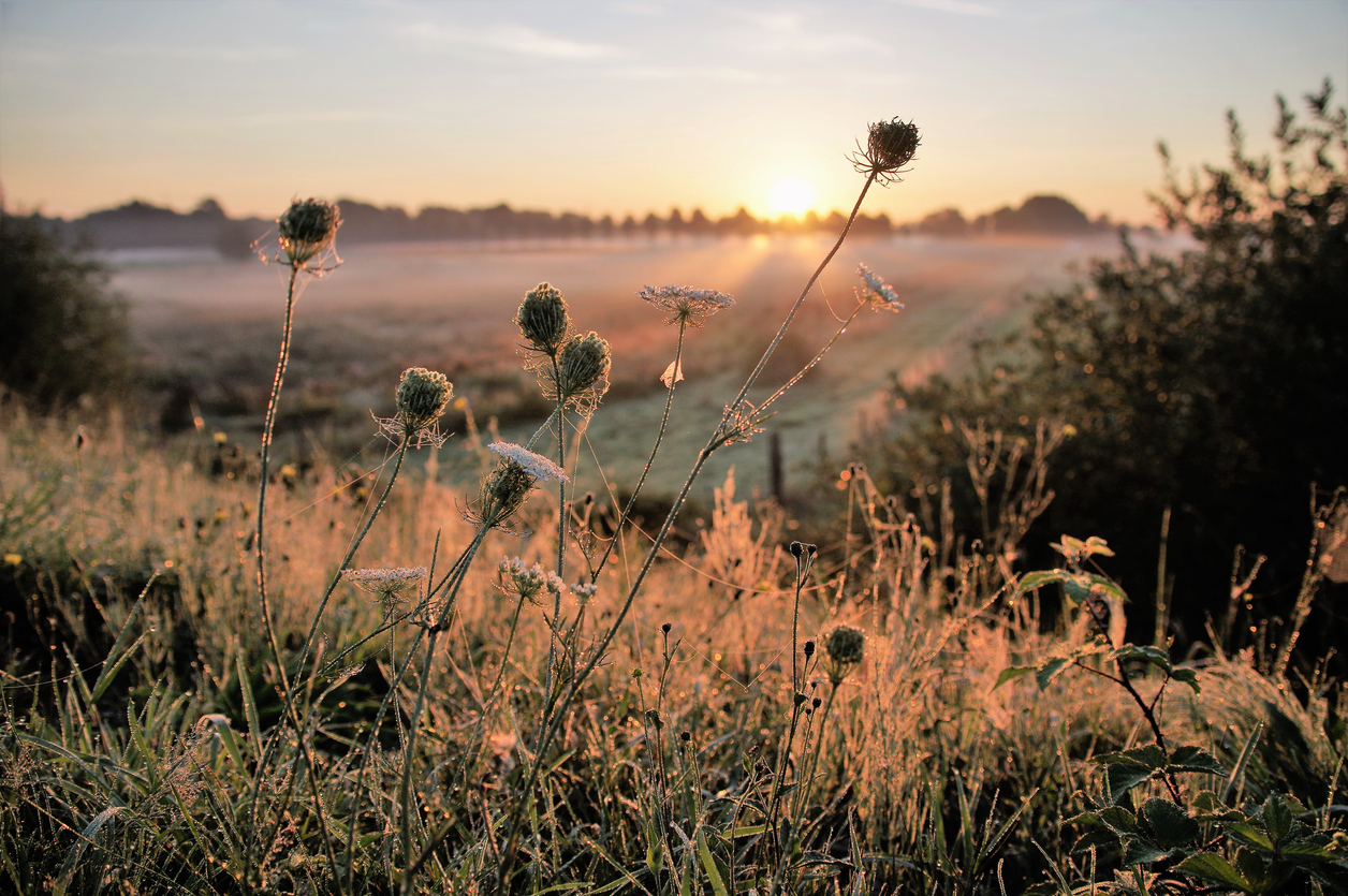 Sunrise scene in the country