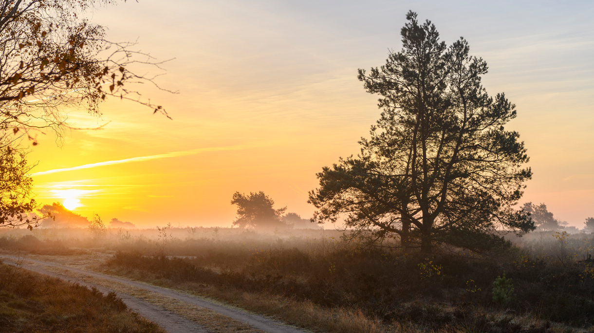 hoofdbeeld_10