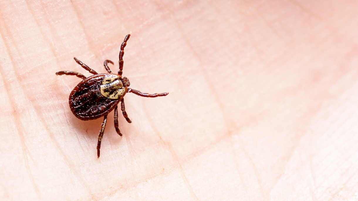 mite encephalitis on human skin