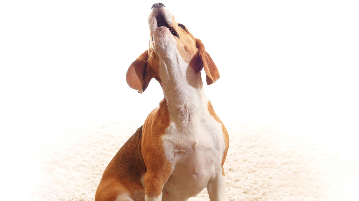 Howling dog isolated on white background