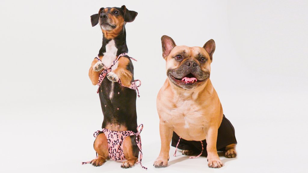 blog_dogkini_cover