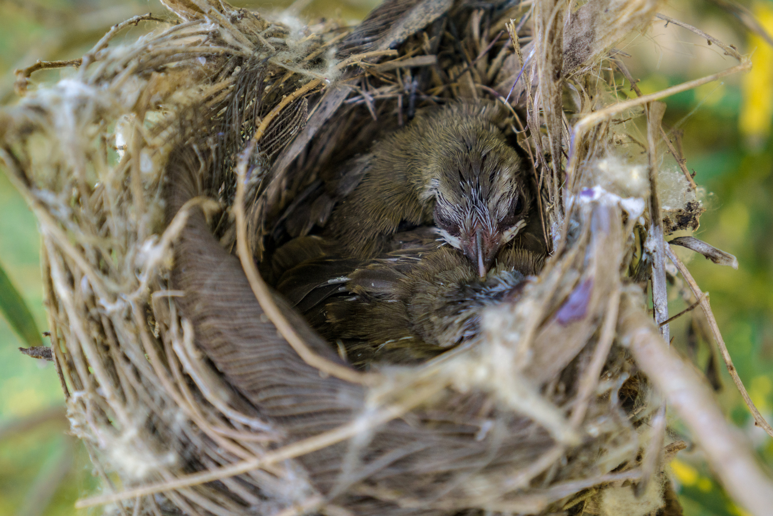 Baby sparrows with their feathers