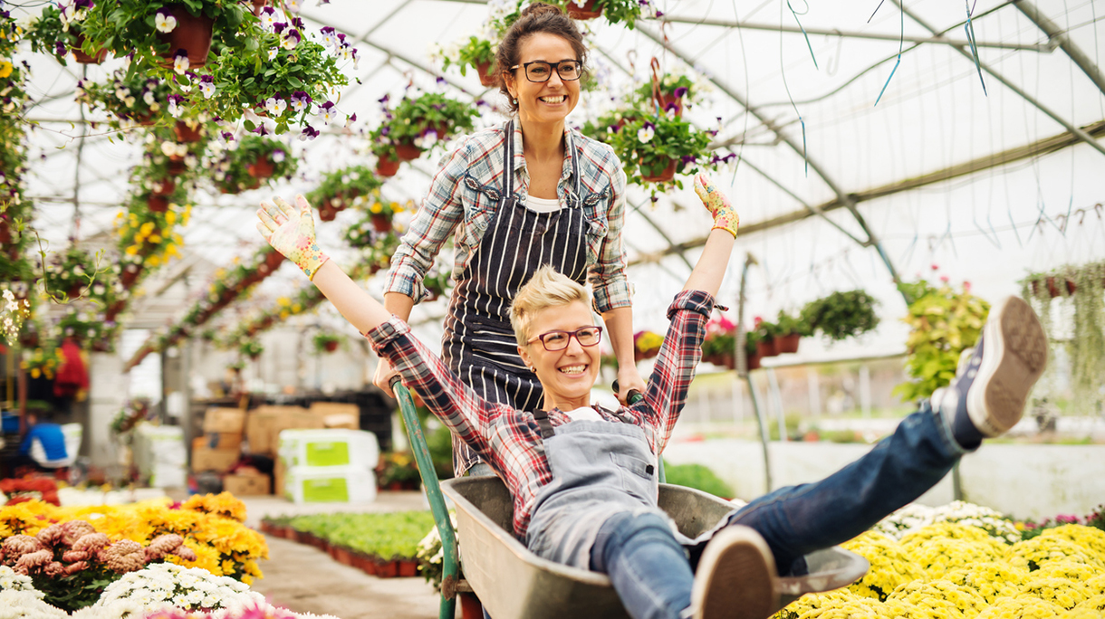 Two female florists having fun in greenhouse. One woman pushing other in wheelbarrow. All around potted flowers.