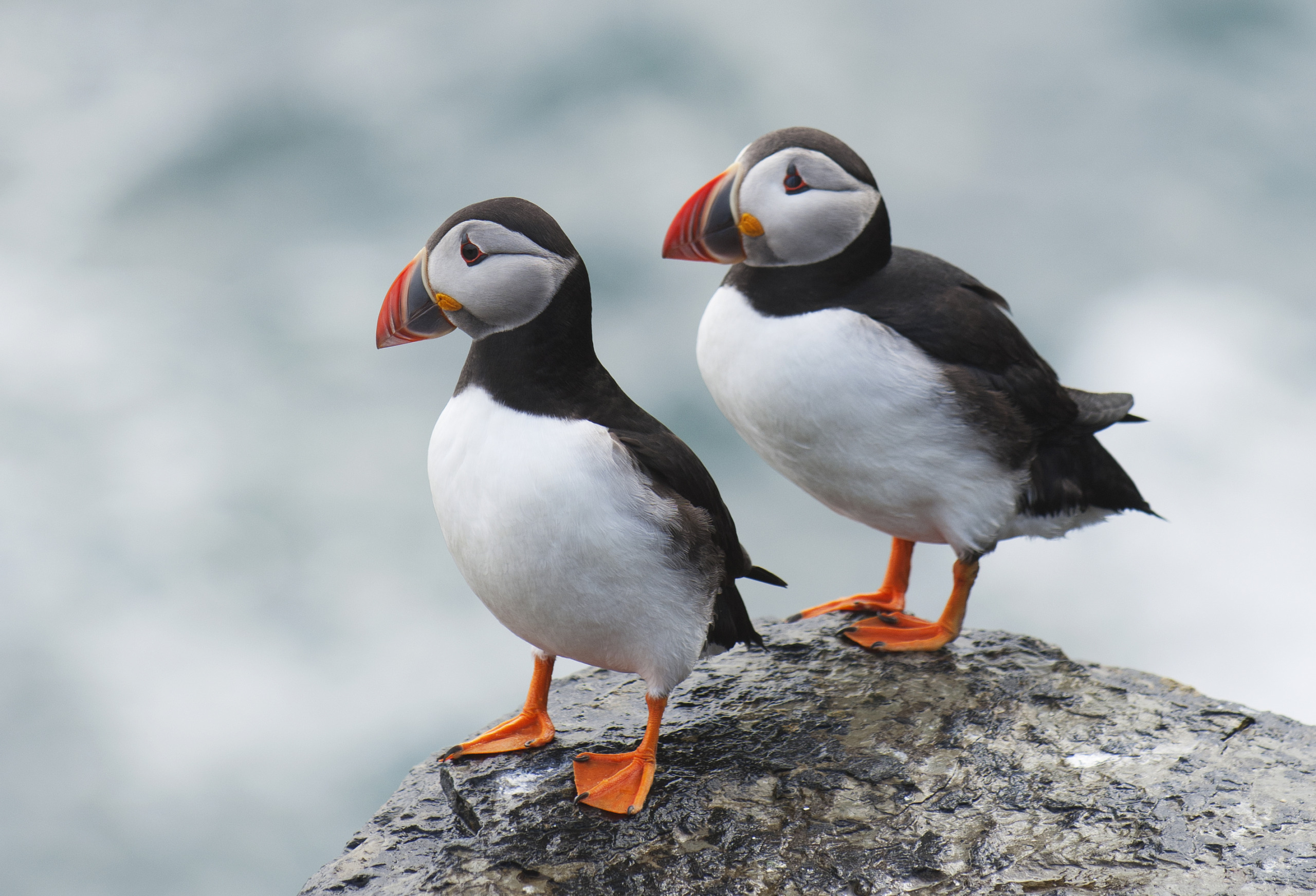 Pair of Atlantic Puffins