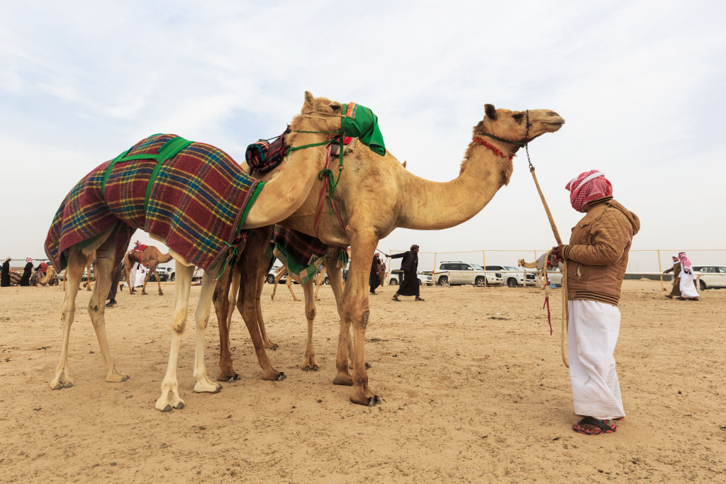 Camel Race Festival In Kuwait