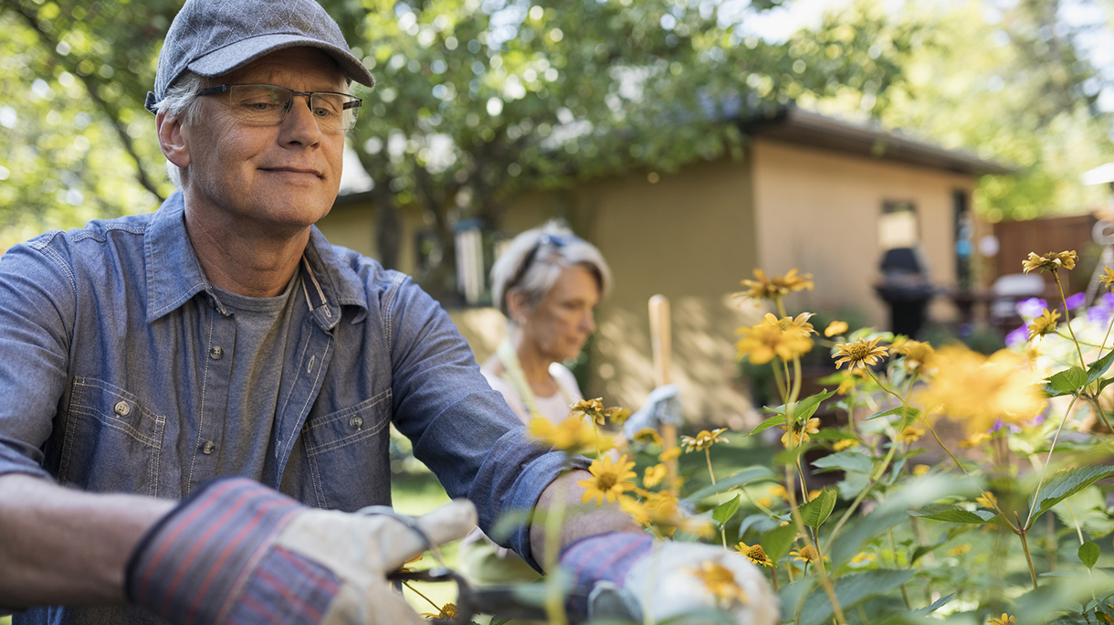Senior couple gardening, pruning flowers in backyard garden