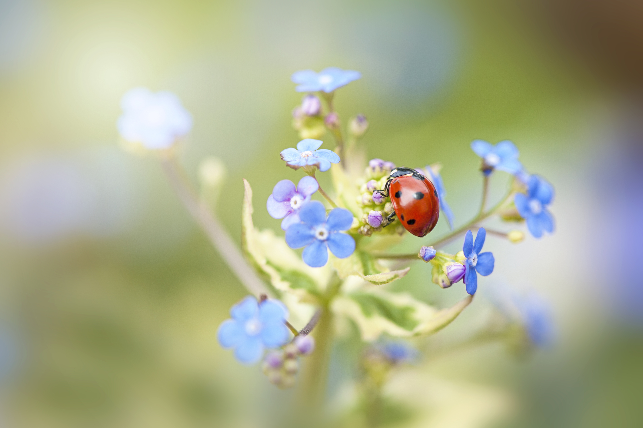 Seven Spot Ladybird – Coccinella septempunctata, on Spring forget-me-Not blue flowers