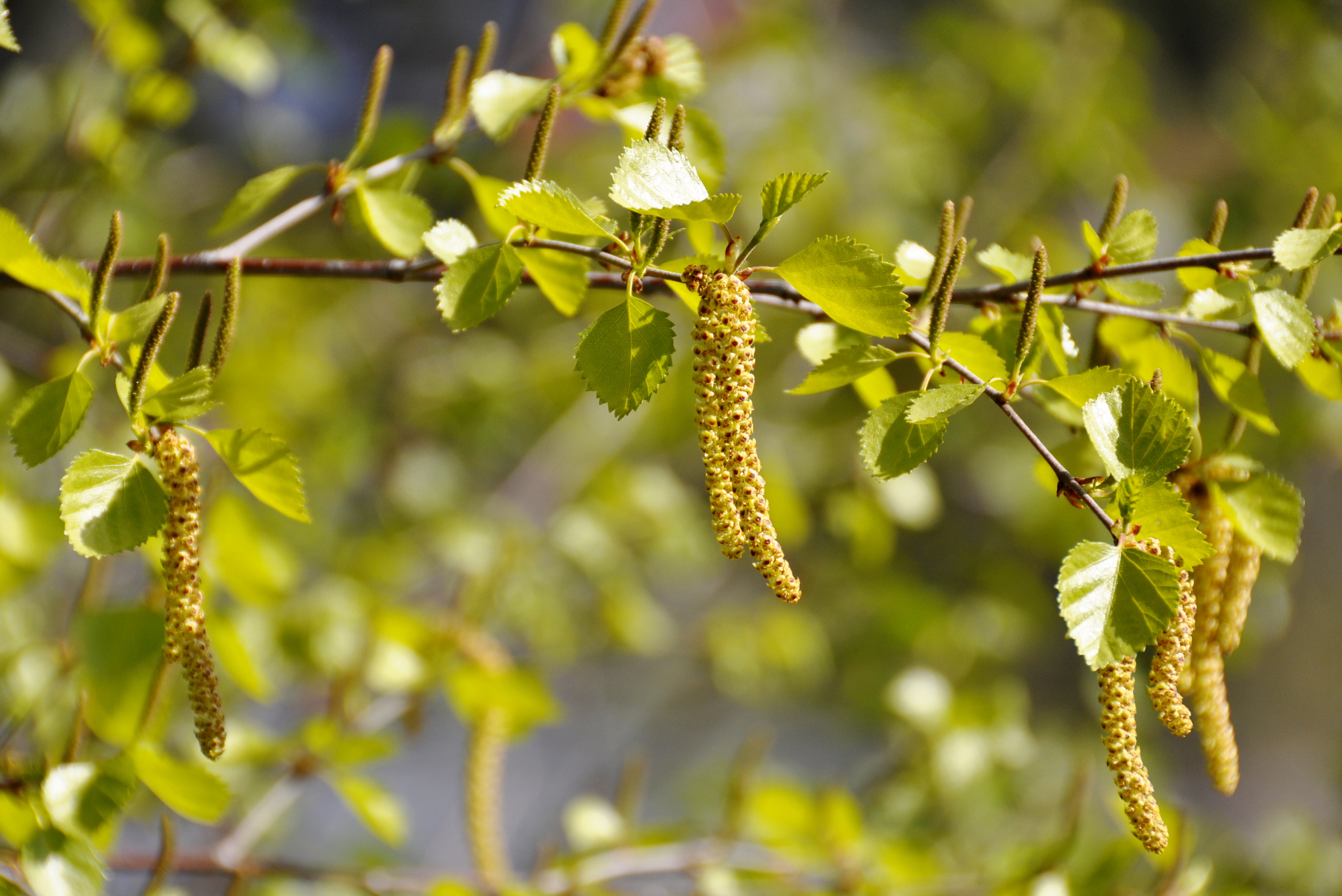 Flowering birch branch