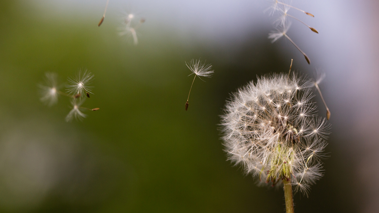 Seeds flying off dandelion seed head, Vienna, Austria