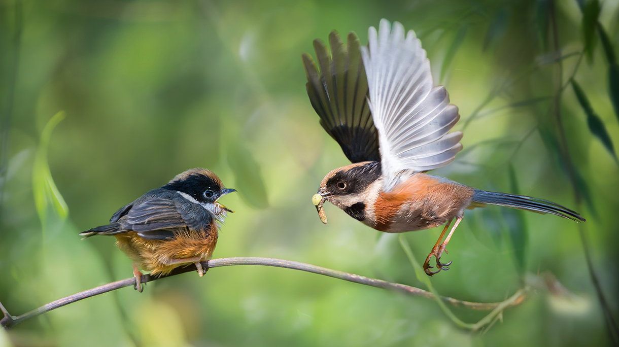 Black throated Bushtit (Aegithalos concinnus) flying with prey, feeding the chick