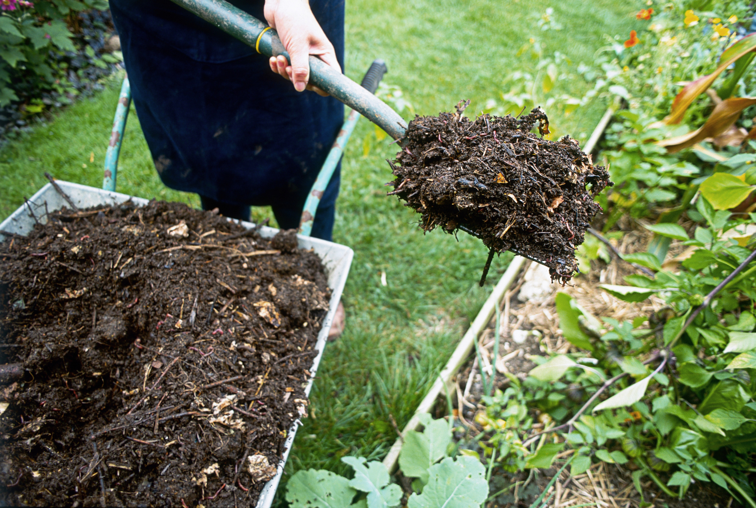 Person moving mulch from wheelbarrow with pitch fork
