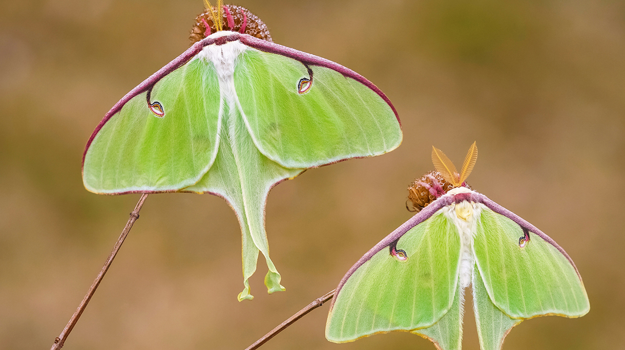 Luna moth