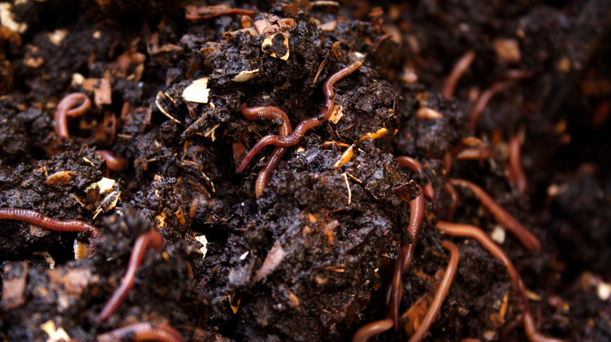 compostwormen