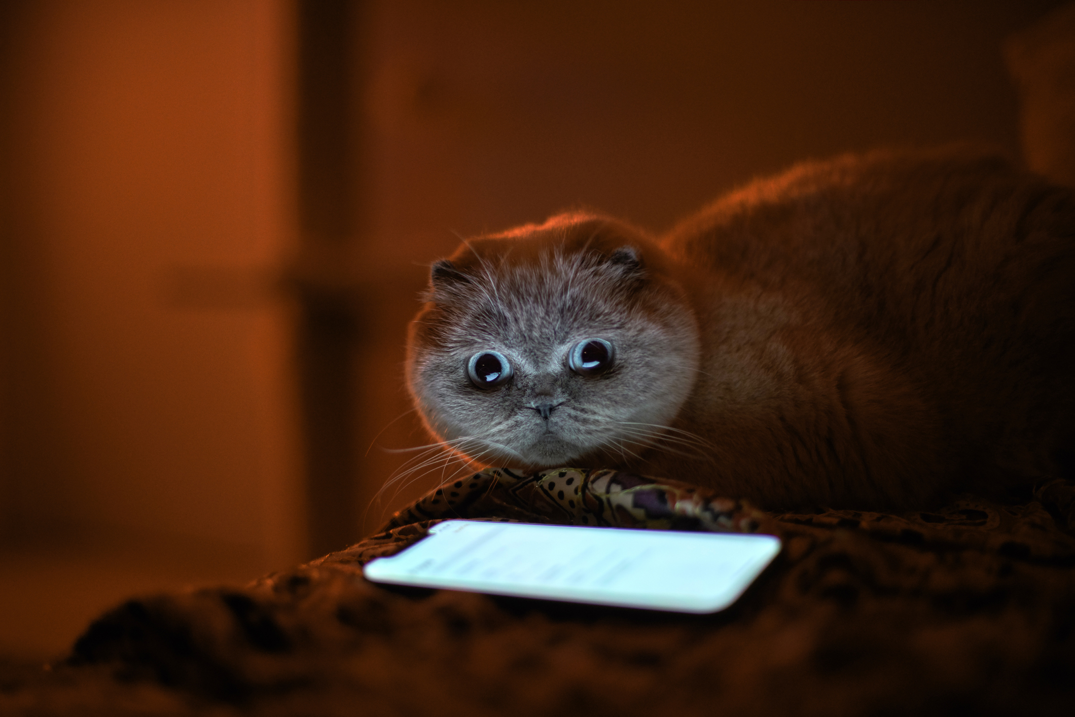 Scottish Fold Cat