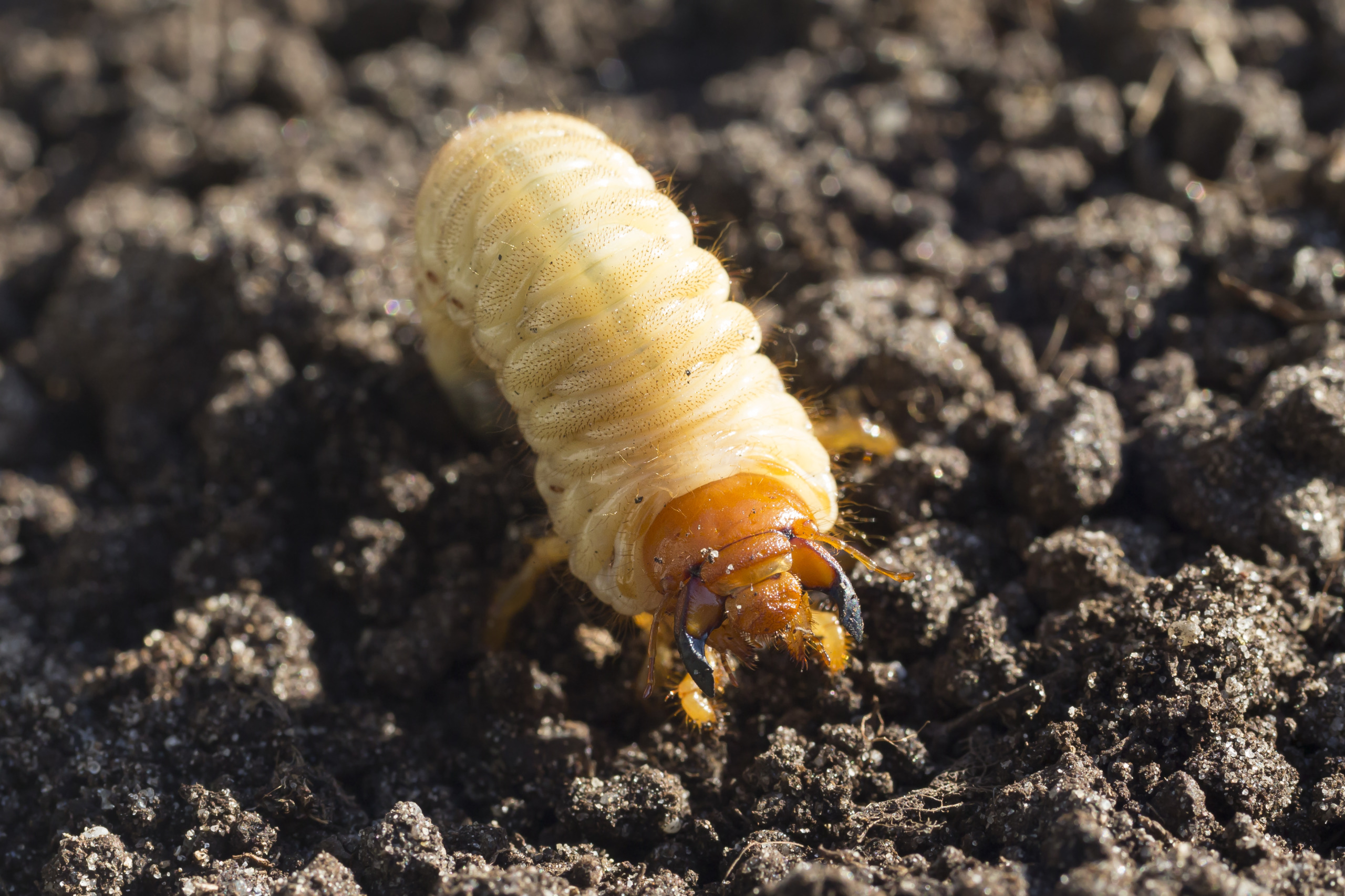 White grub of a cockchafer