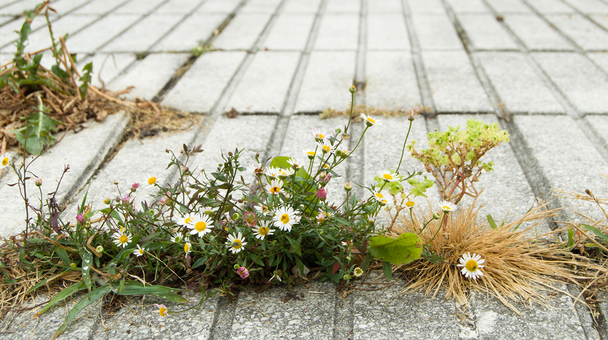 daisies growing