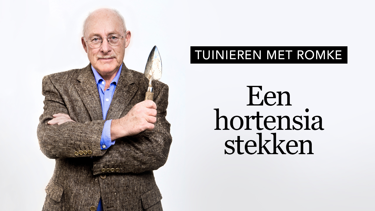 hortensia_stekken_thumbnail_0