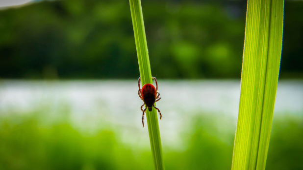 istock_000061474810_medium