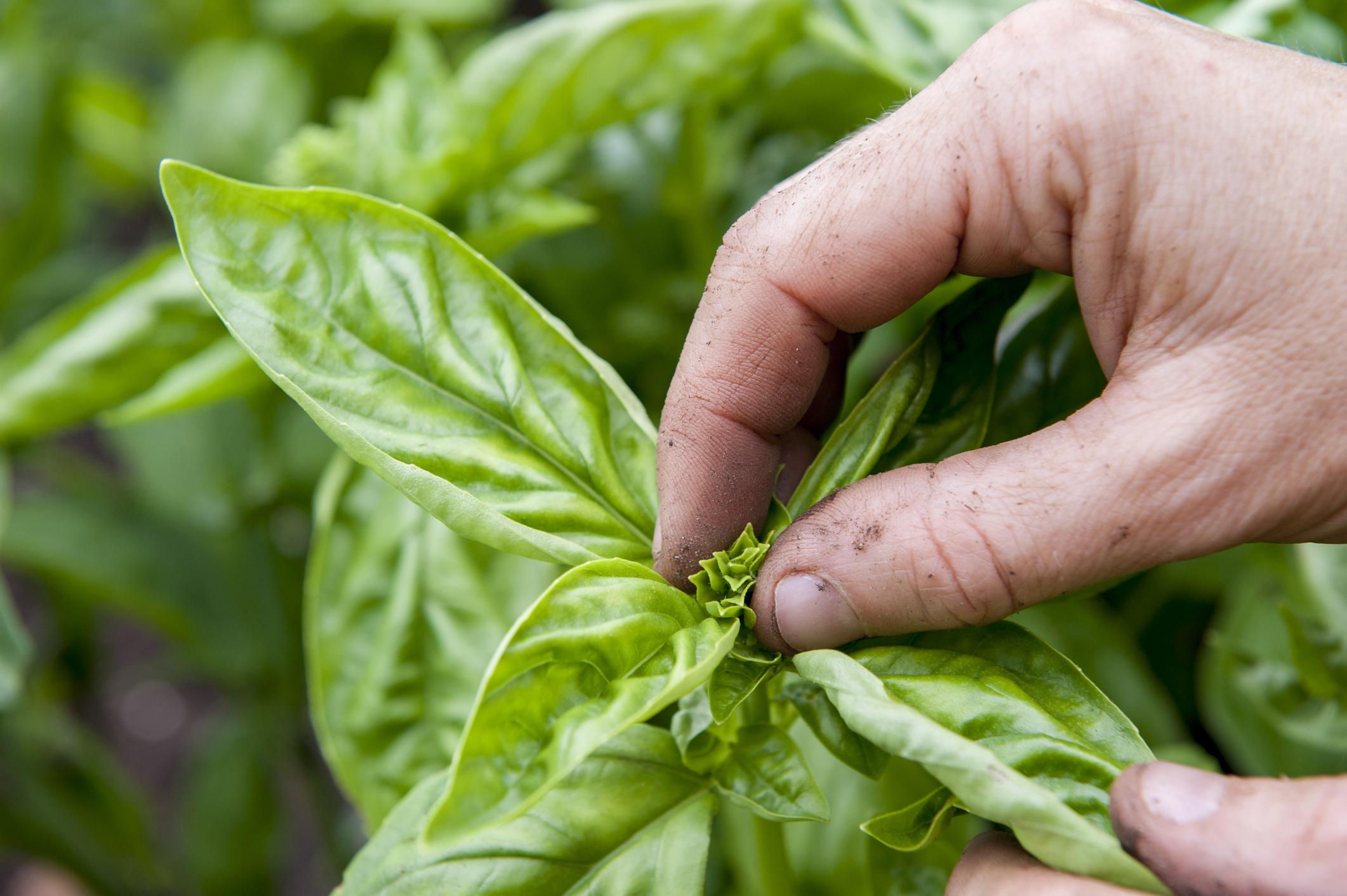 Hand of person pinching top of basil plant, Halifax, Nova¬ÝScotia, Canada
