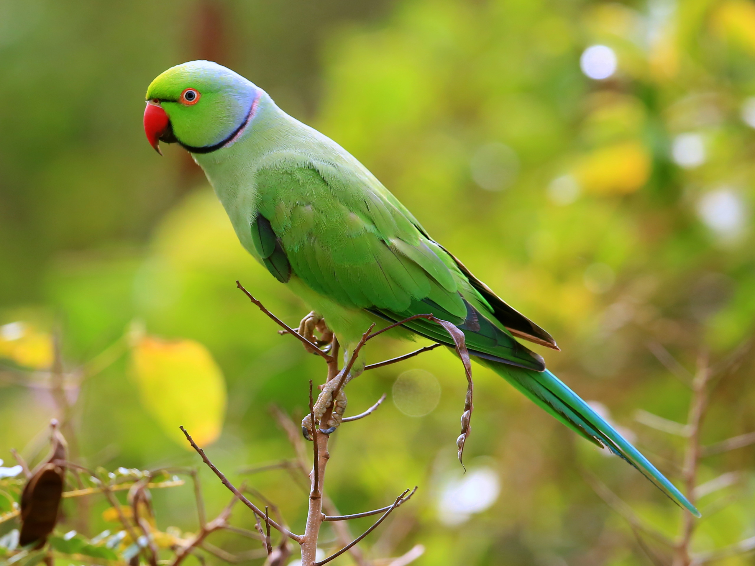 Wattegama, Sri Lanka