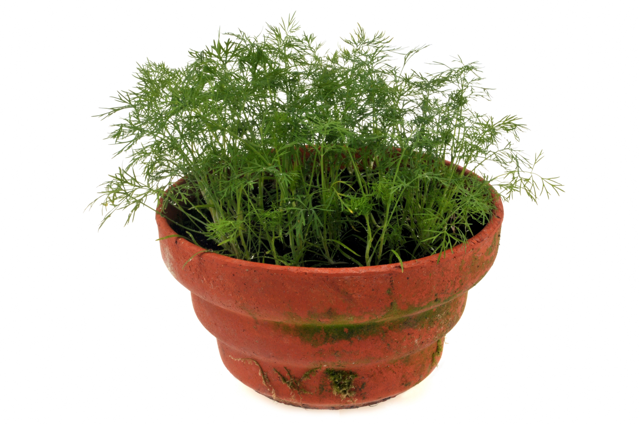 Dill potted