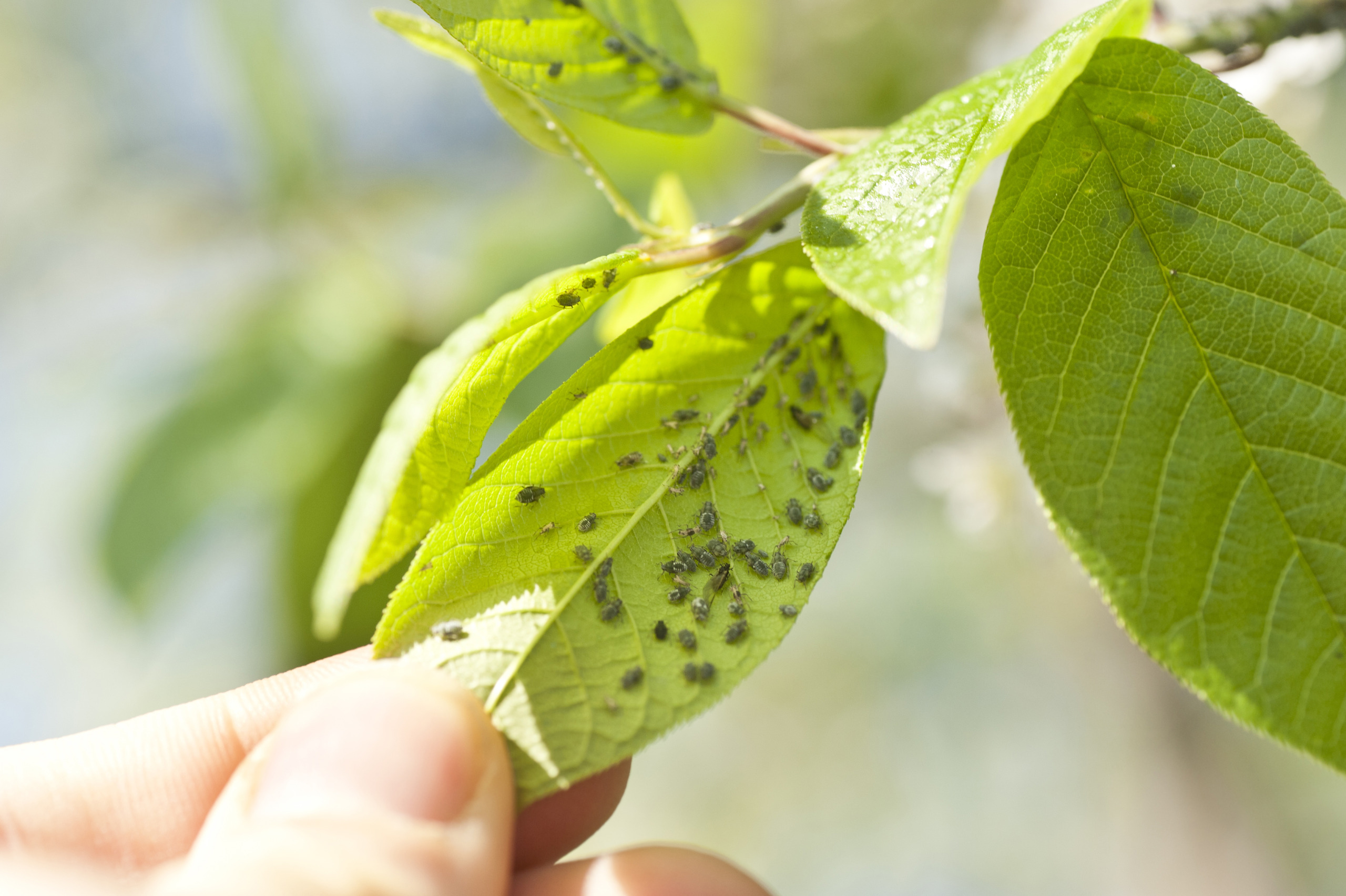 aphids – Läuse Schädlingsbefall