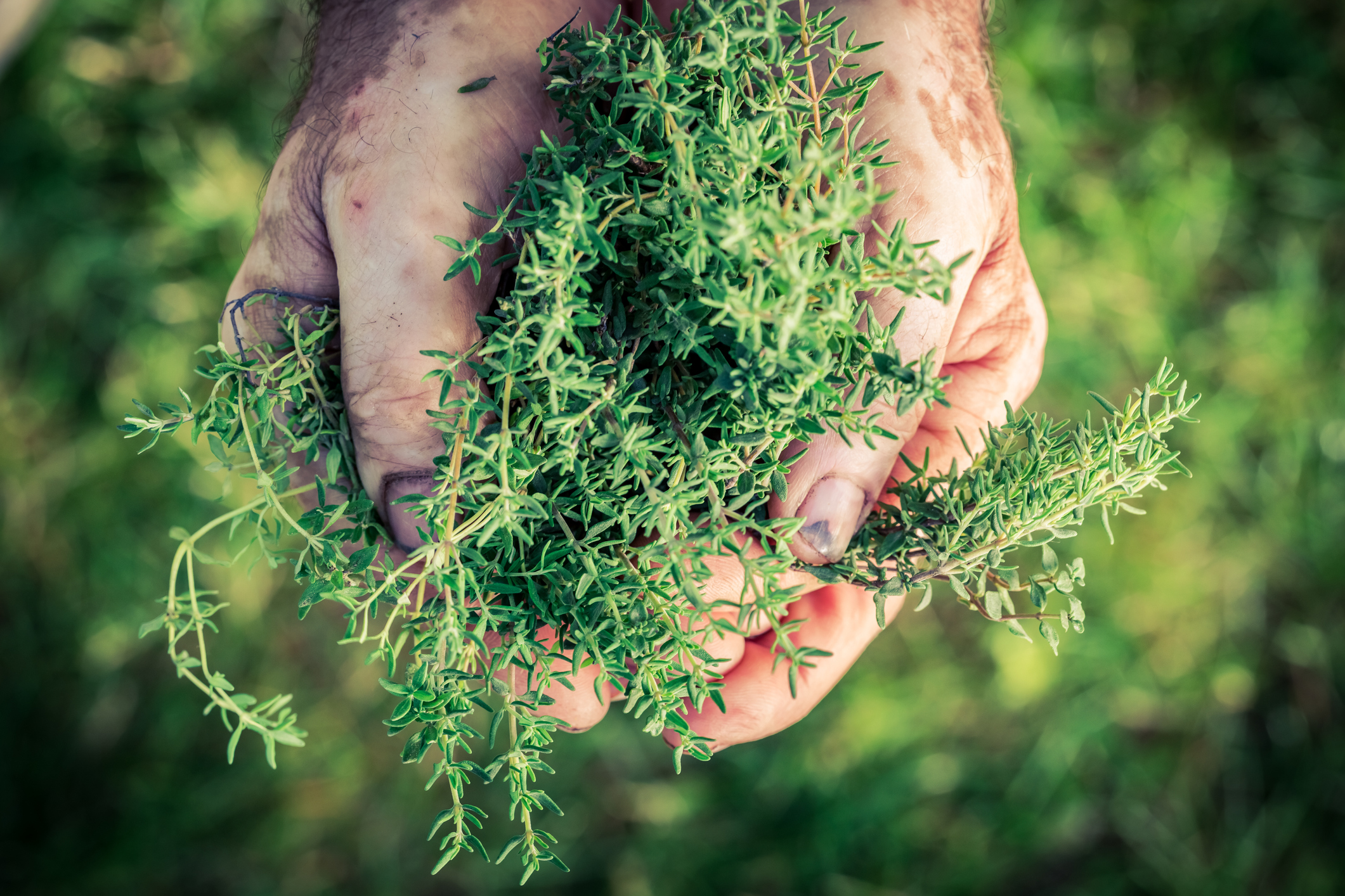 Fresh thyme in hands