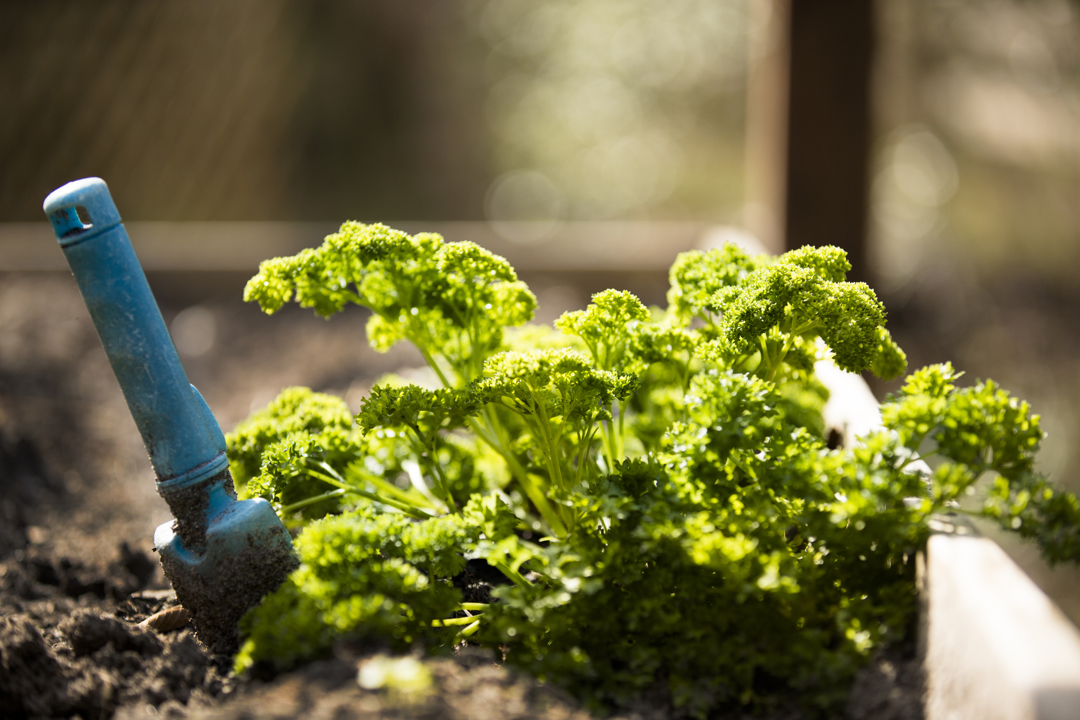 Parsley growing in home herb garden. Vegetables. Healthy living.