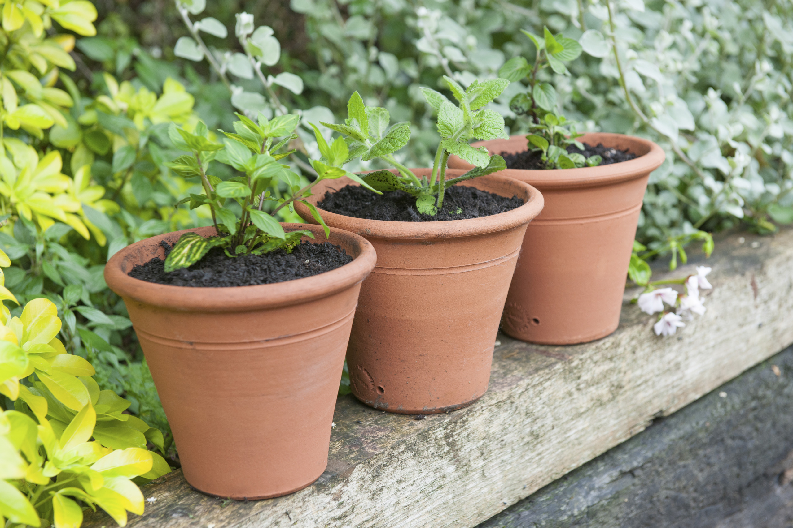 Mint plants in terracotta pots