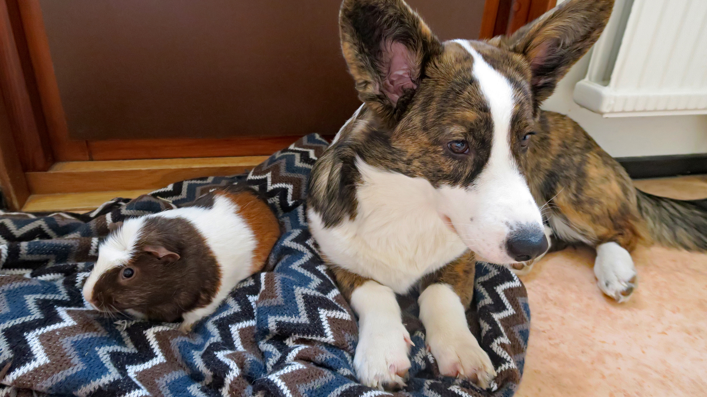 Different directions – puppy of the breed Welsh Corgi Cardigan and guinea pig of the breed American crested/White crested.