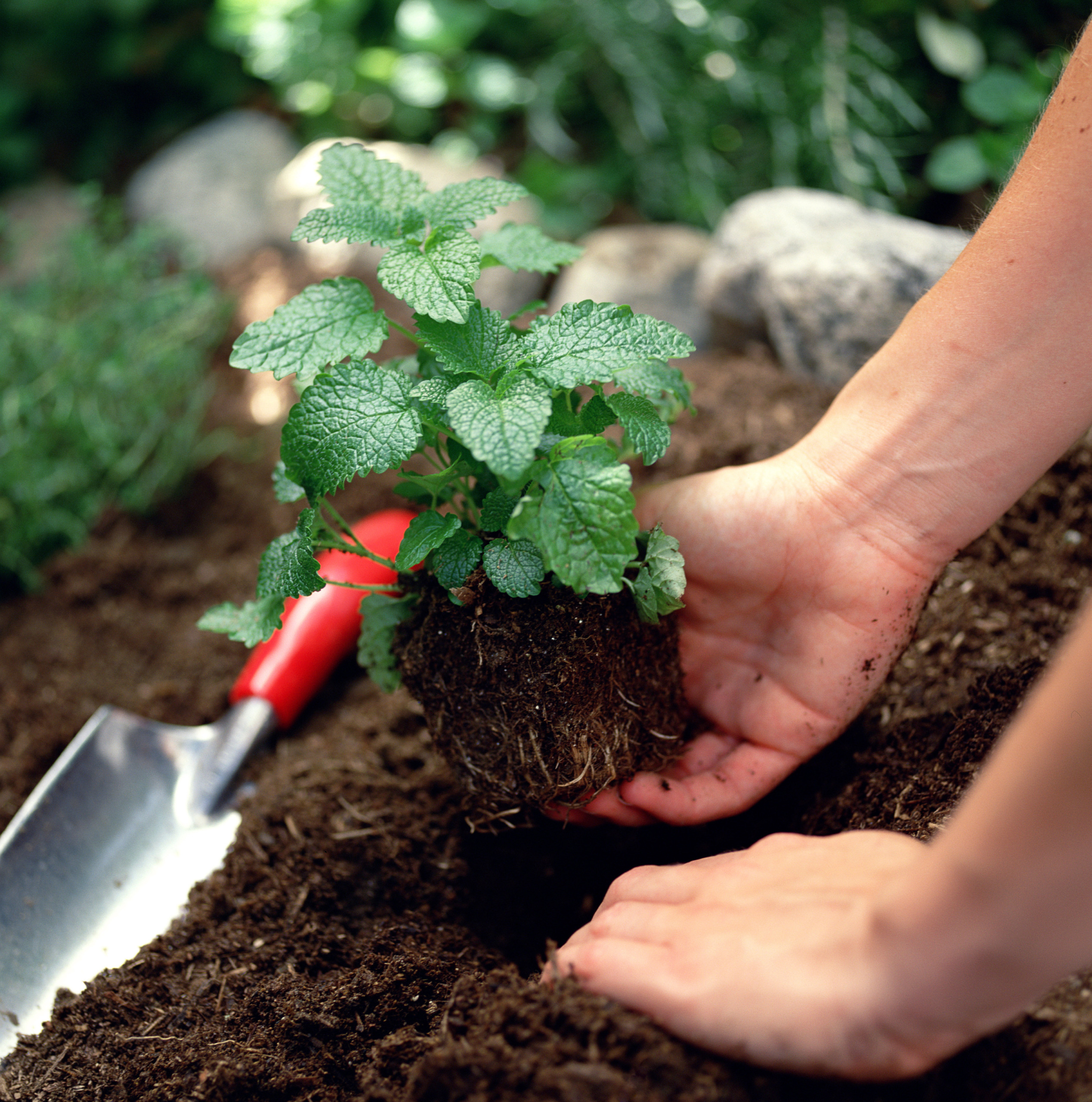 Woman planting lemon balm