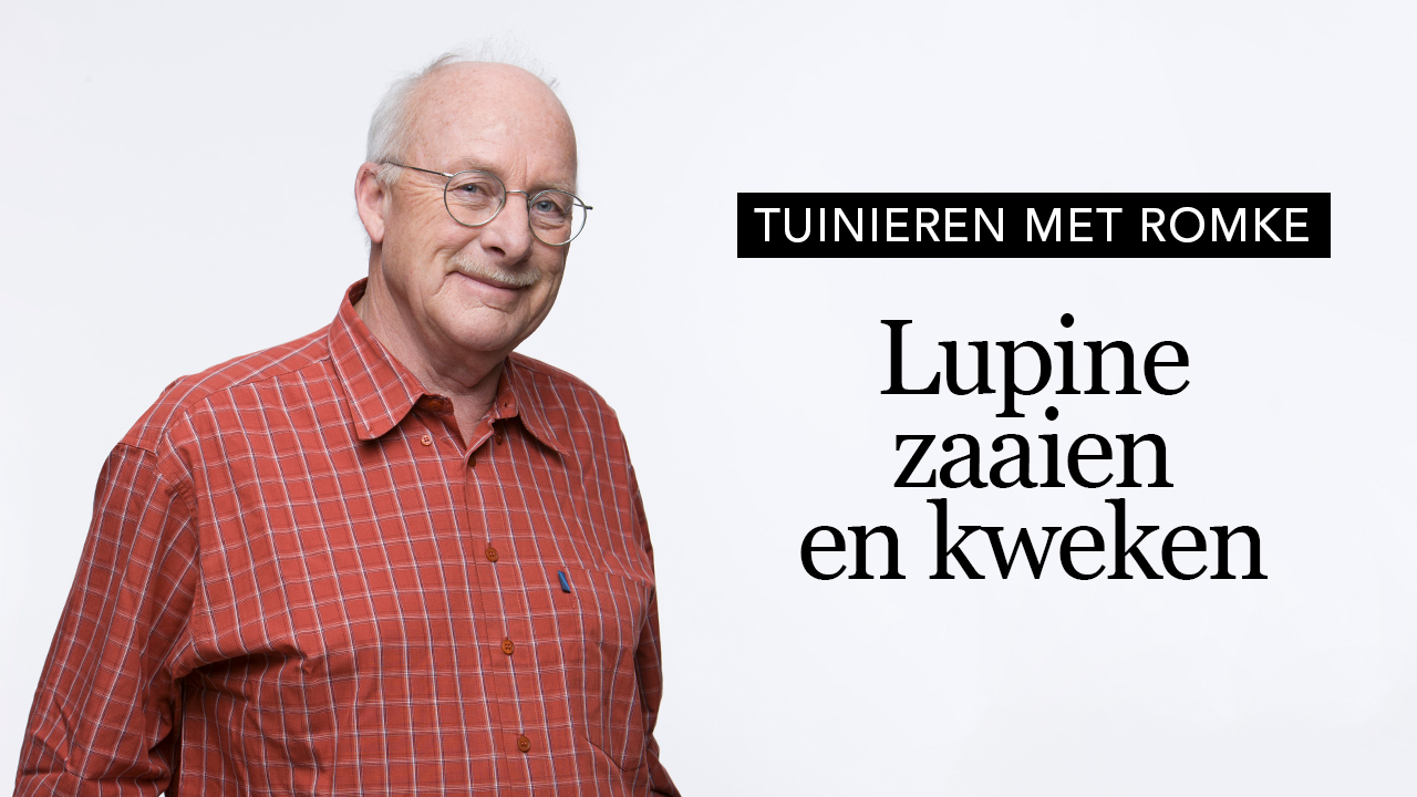 lupine_thumbnail