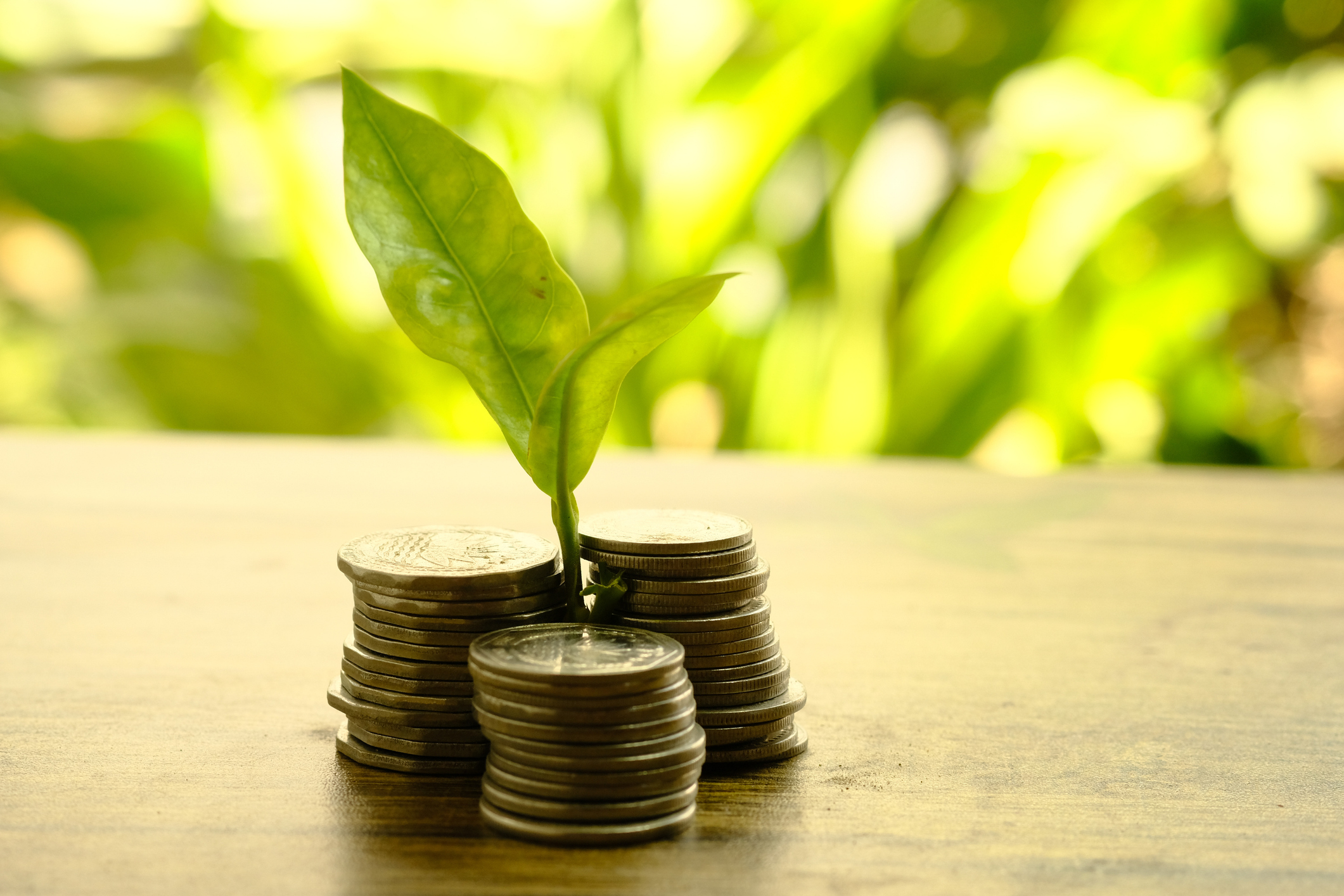 Plant growing from coins in the glass jar against blurred natural green background