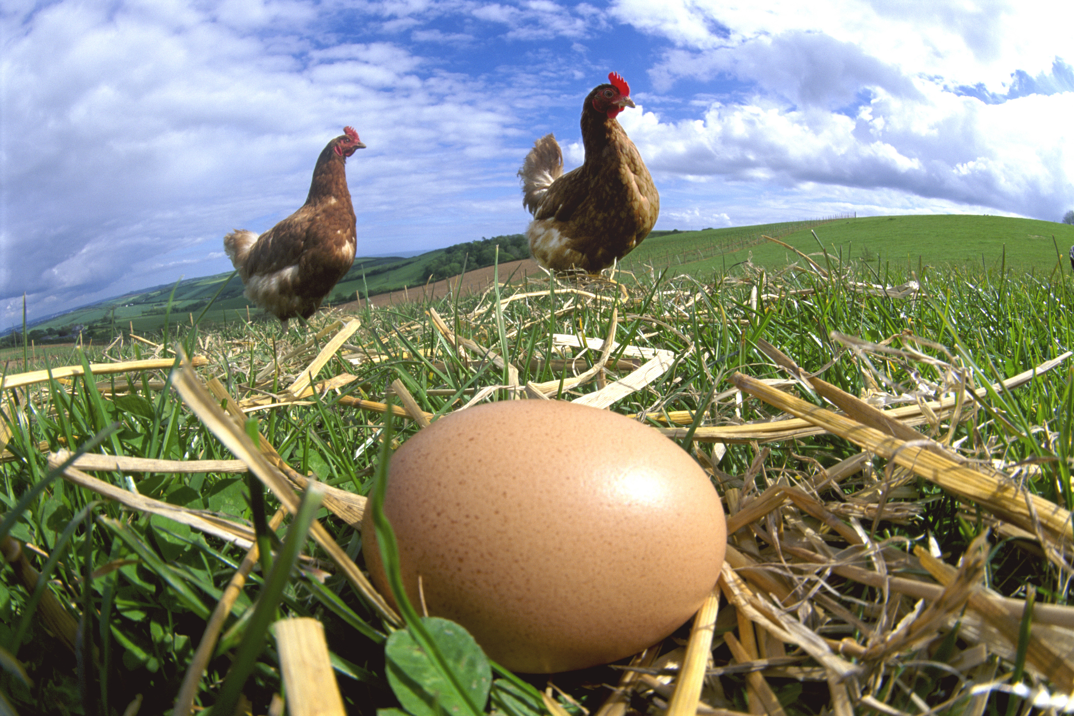 Hens and Eggs