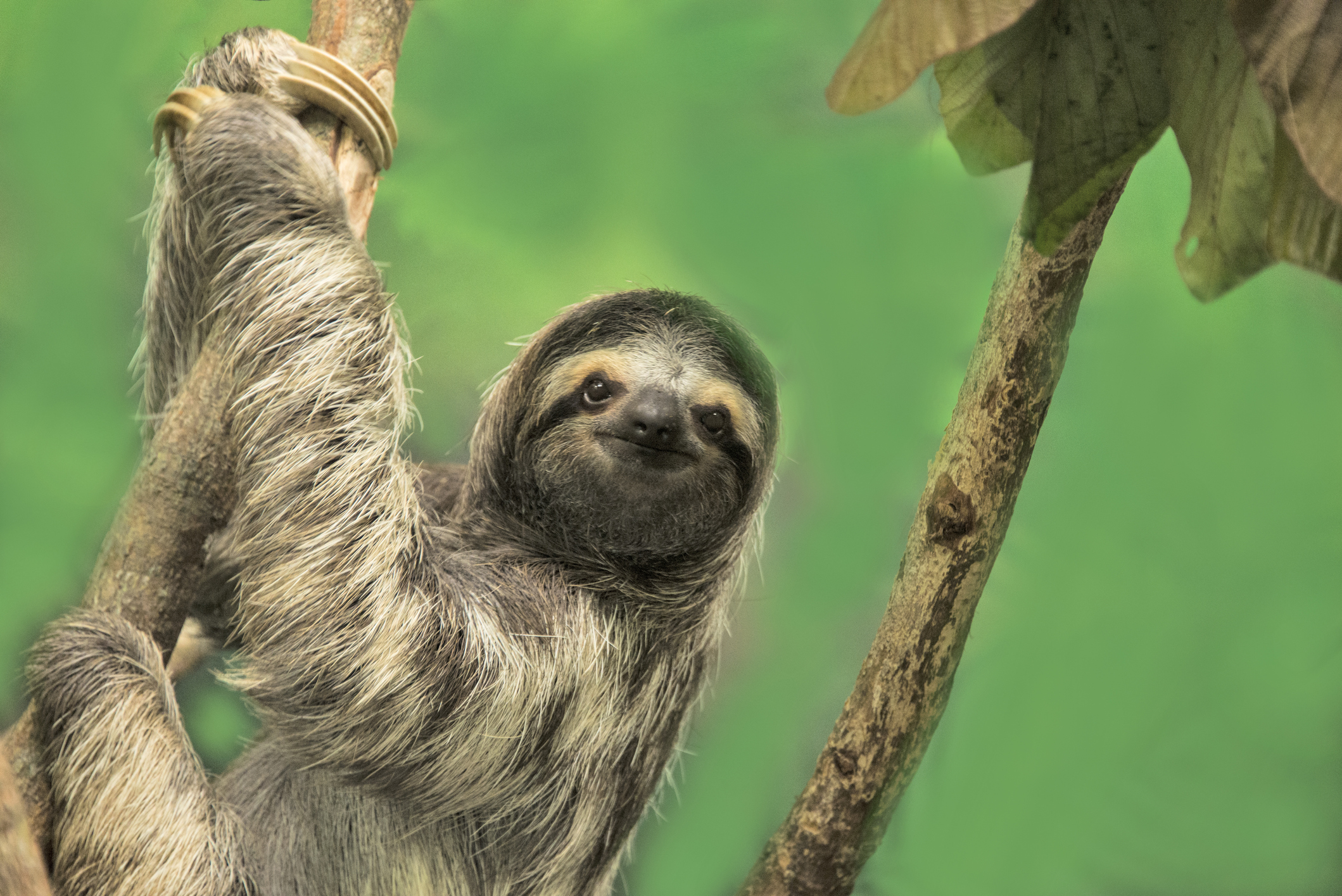 Three-toed Sloth