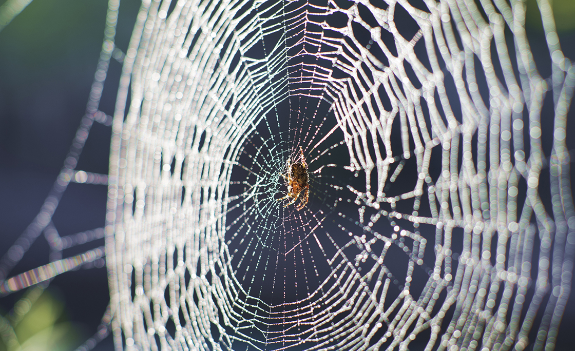 Psychedelic Spider web rainbow macro