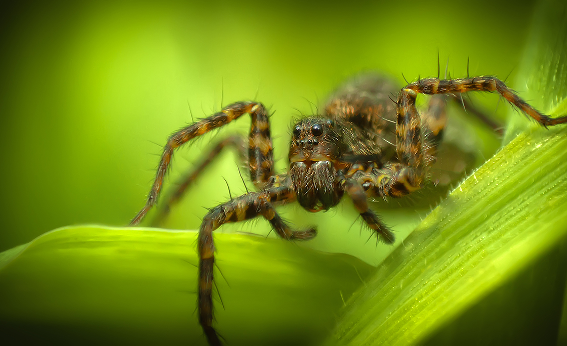Spotted Wolf Spider (Pardosa amentata)