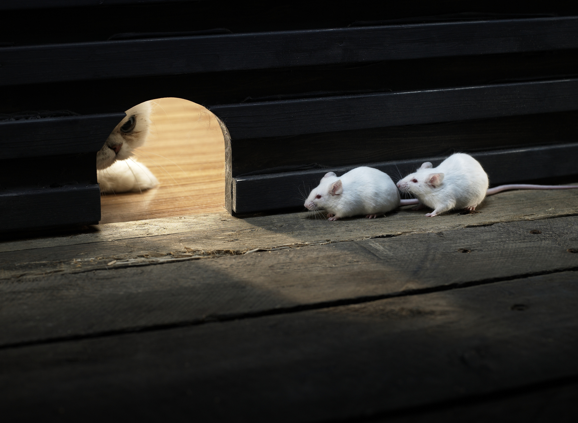 Two white Mouse hiding inside hole, cat peeking