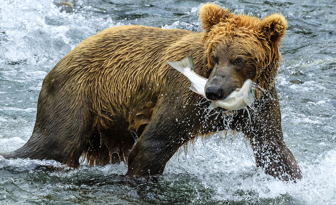 Yearling brown bear, Ursus arctos, catches a sockeye salmon below Brooks Falls.