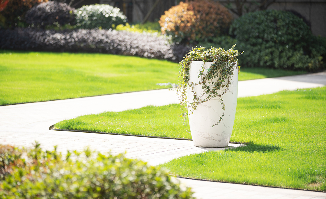 potted plant in garden