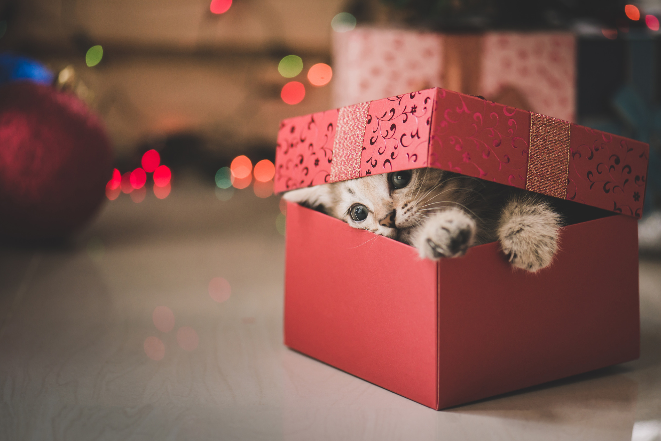 kitten playing in a gift box
