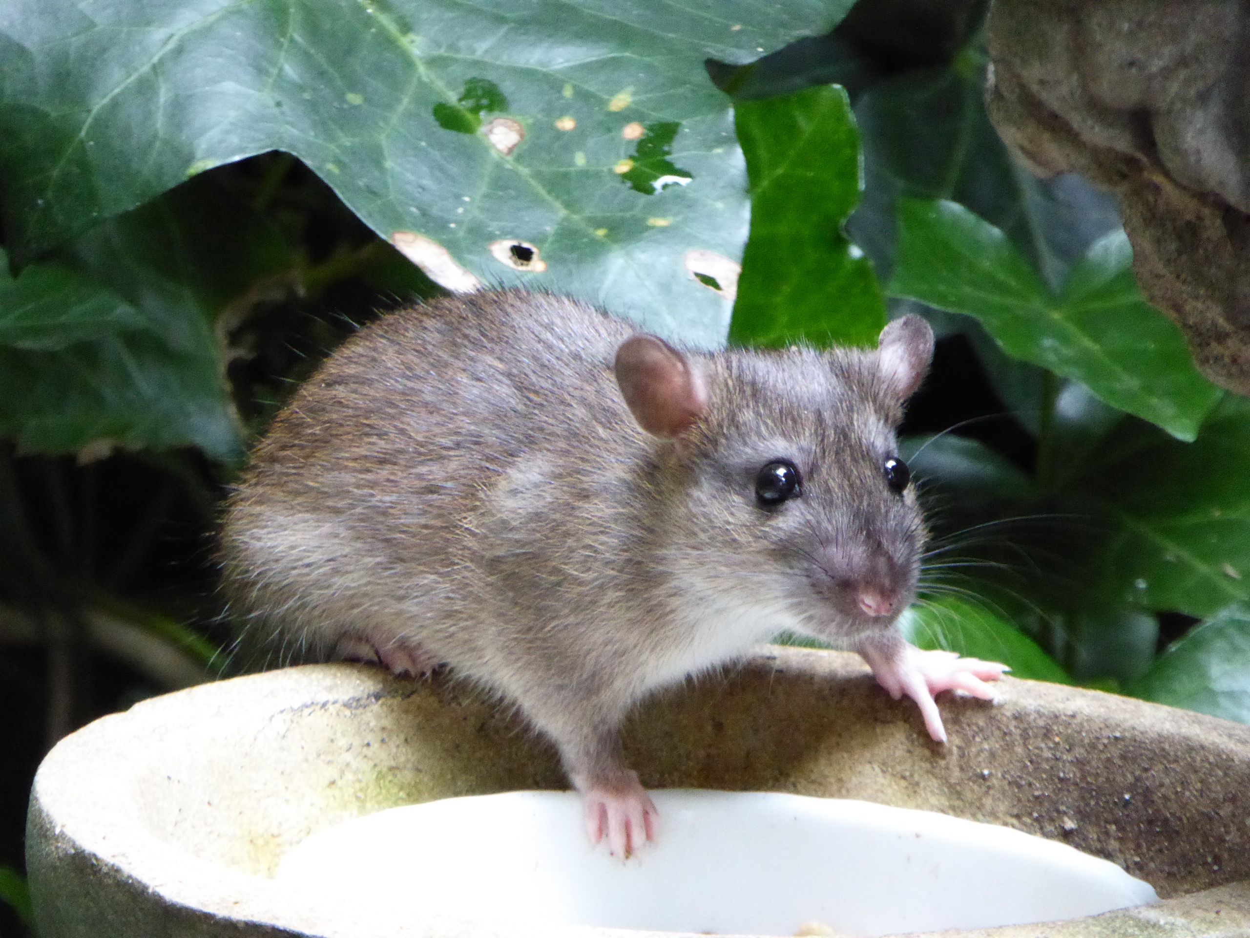 Brown Rat aka Norwegian Rat with Seeds – Rattus norvegicus