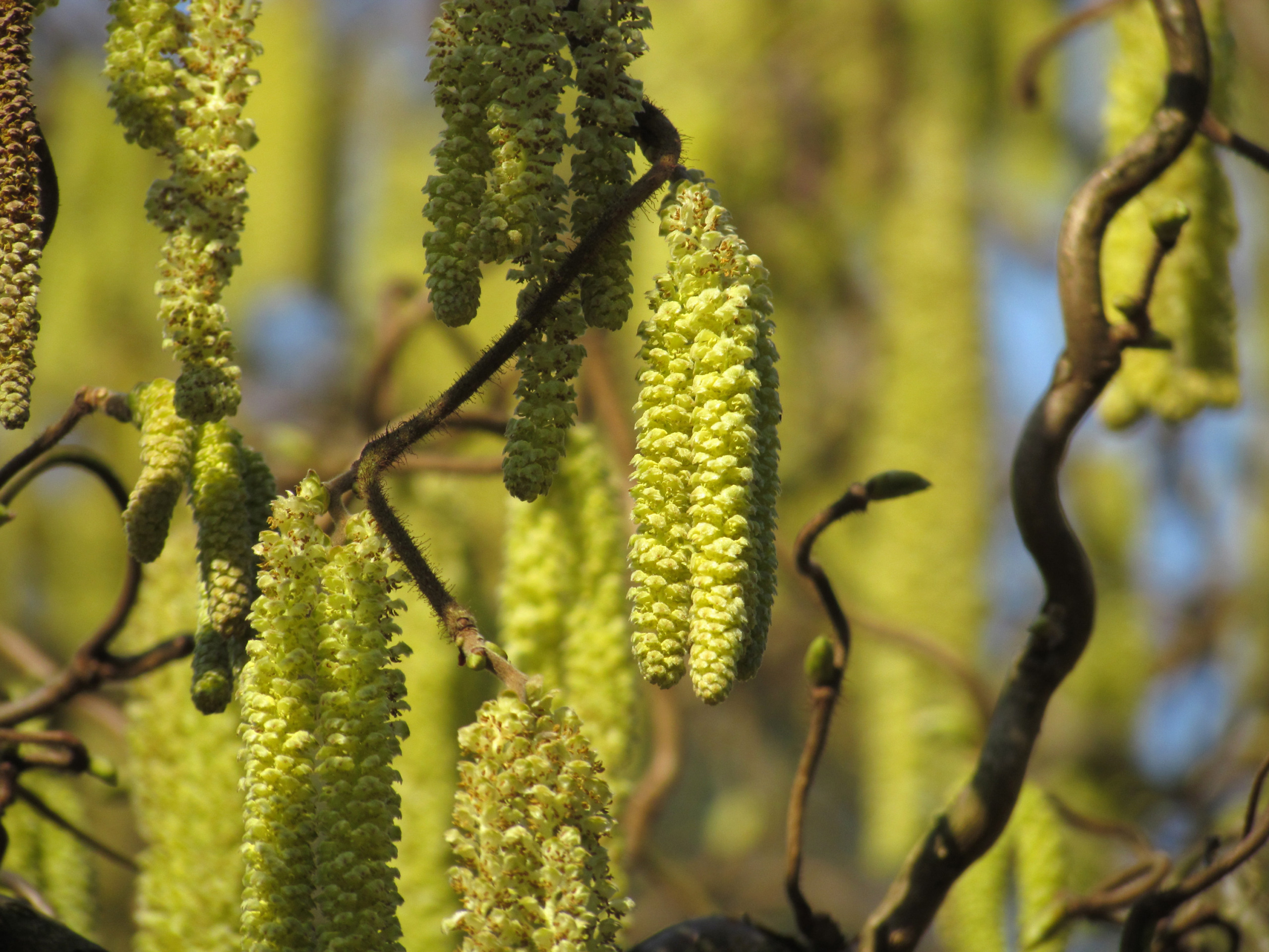 Hazel Blossom – Corylus avellana