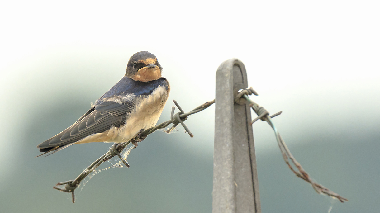 Barn Swallow Hirundo rustica resting closeup