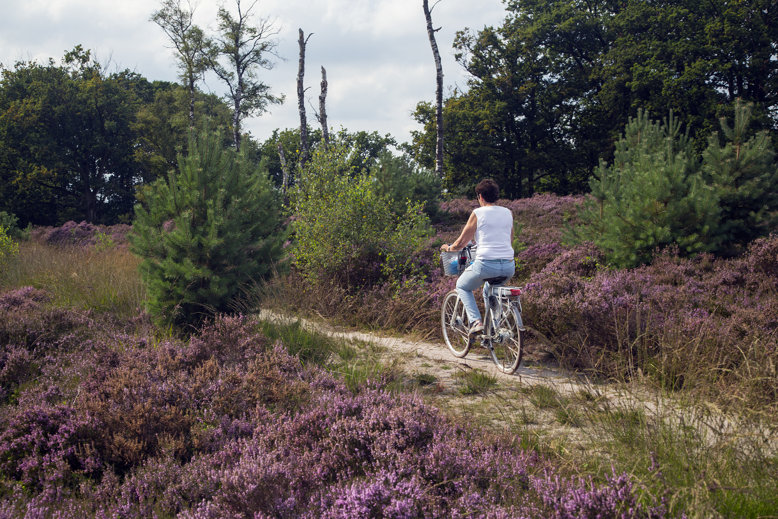 Elderly woman cycling through heathland