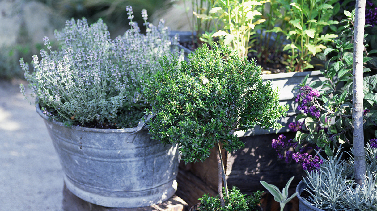 Herb garden in antique metal pots