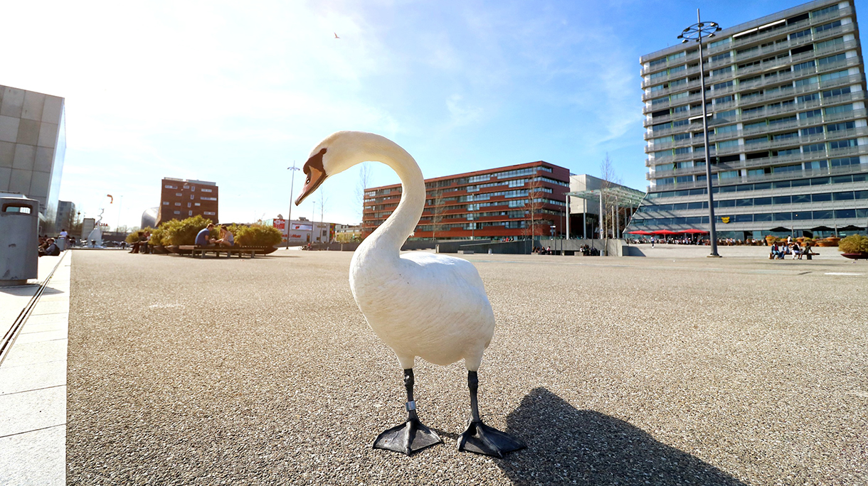 Bird On Road Against Buildings And Sky