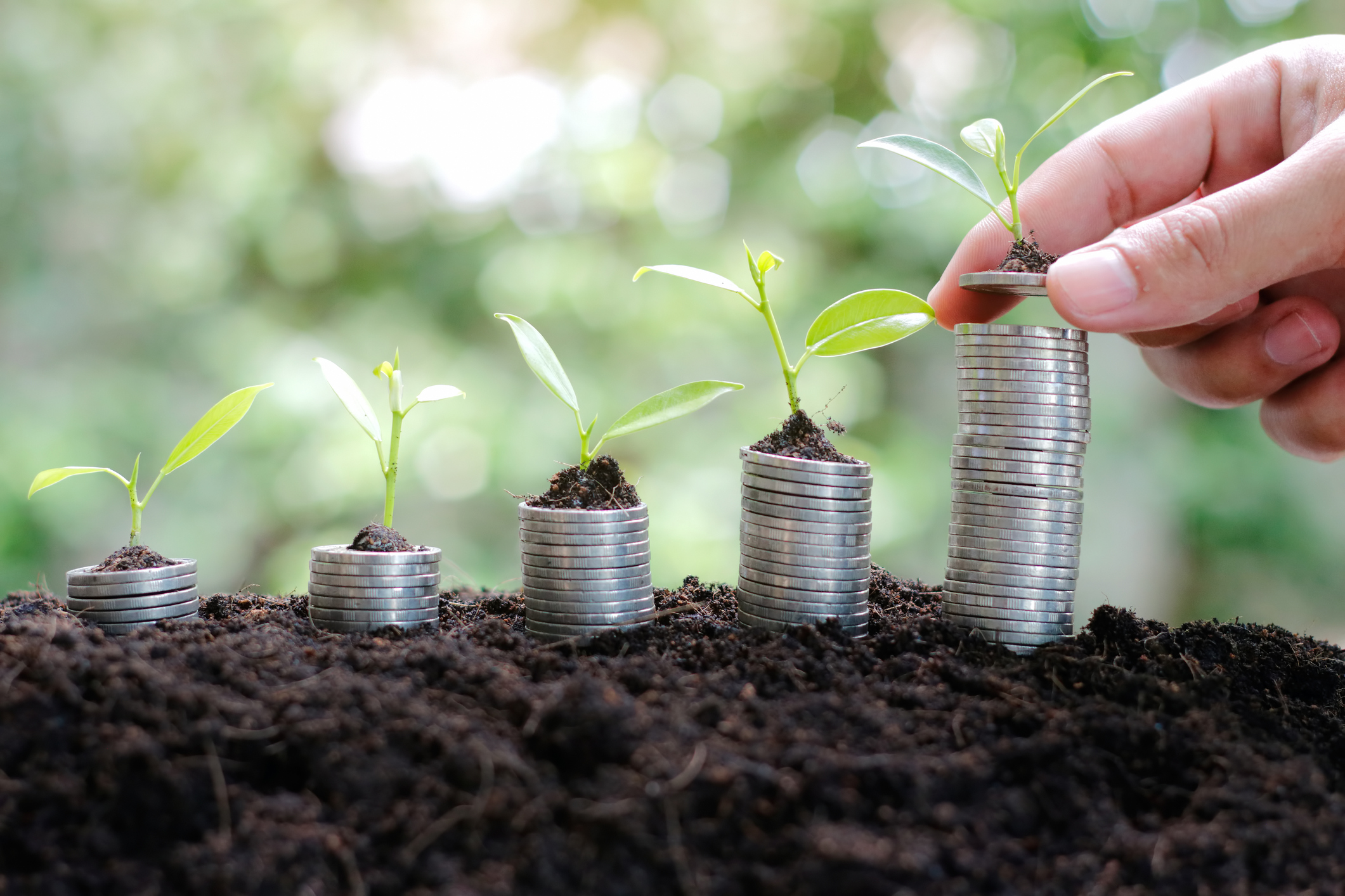 Coins and money growing plant in hand for finance and banking. saving money or interest increasing concept.