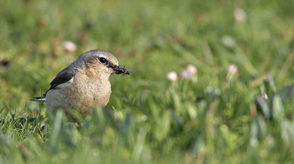 Northern Wheatear
