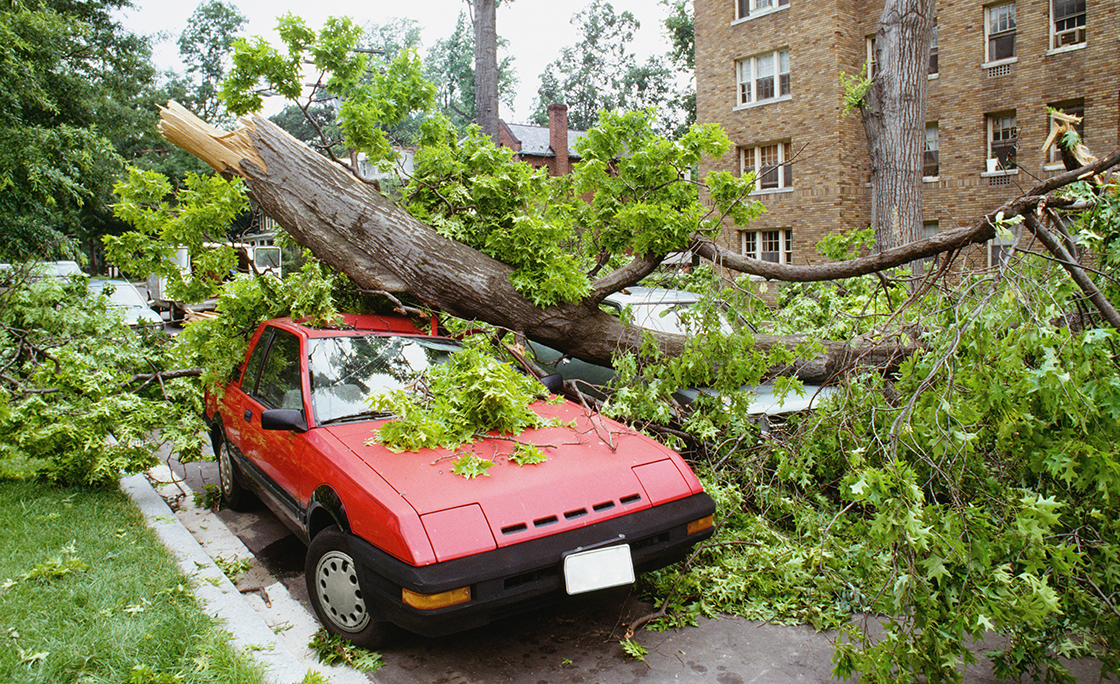 Fallen tree on a car, Washington DC, USA
